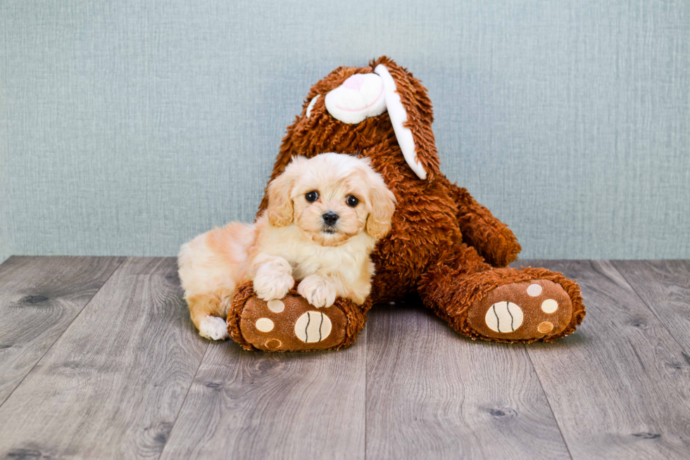 Friendly Cavachon Baby