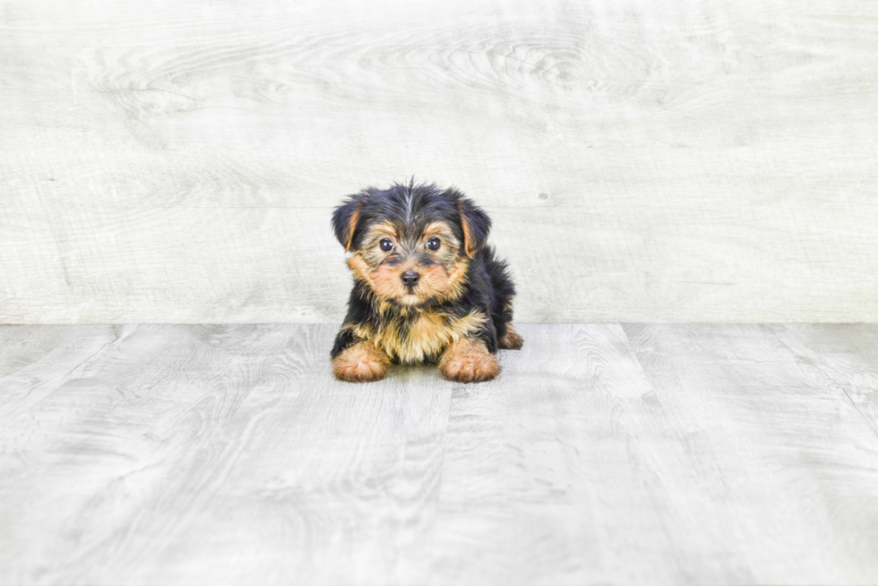 Meet Bella - our Yorkshire Terrier Puppy Photo 