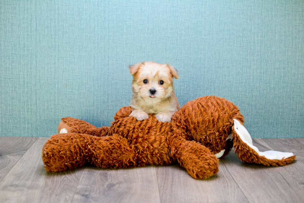 Morkie Pup Being Cute