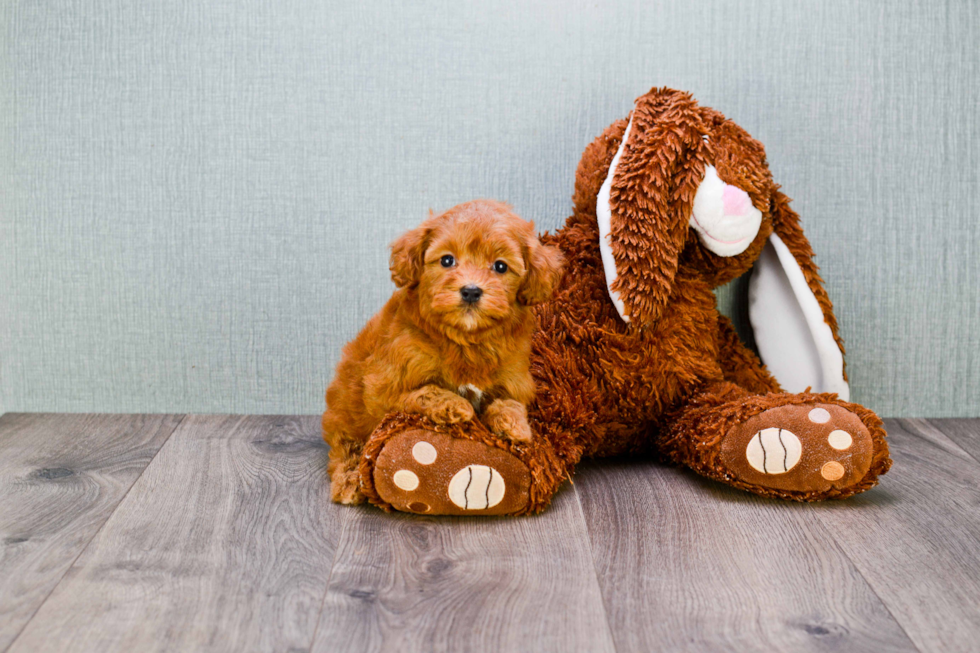 Mini Goldendoodle Pup Being Cute