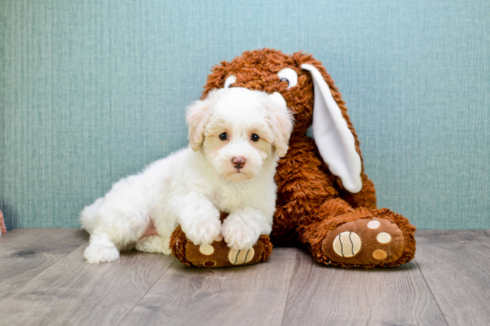 Hypoallergenic Golden Retriever Poodle Mix Puppy