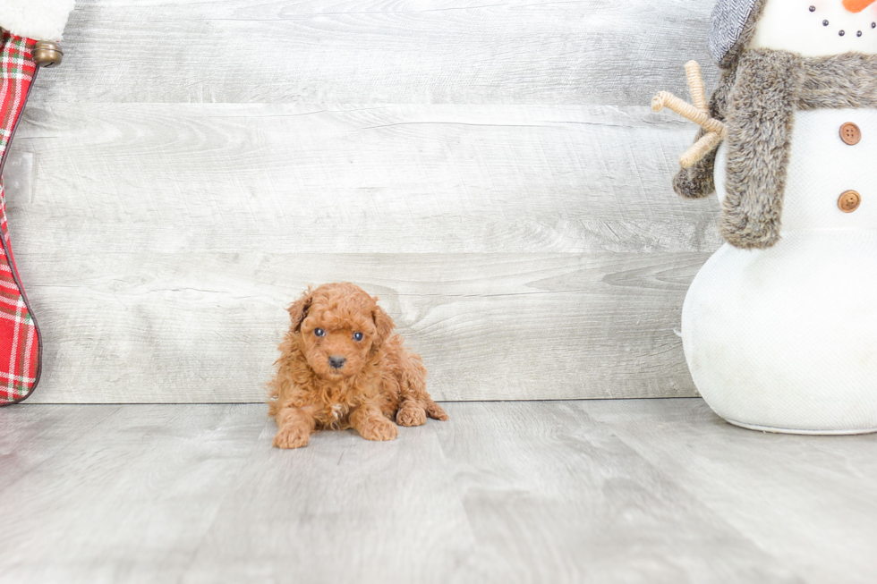 Sweet Cavapoo Baby