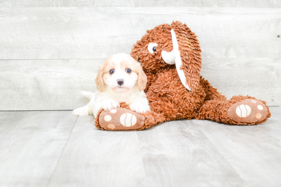 Energetic Cavalier Designer Puppy