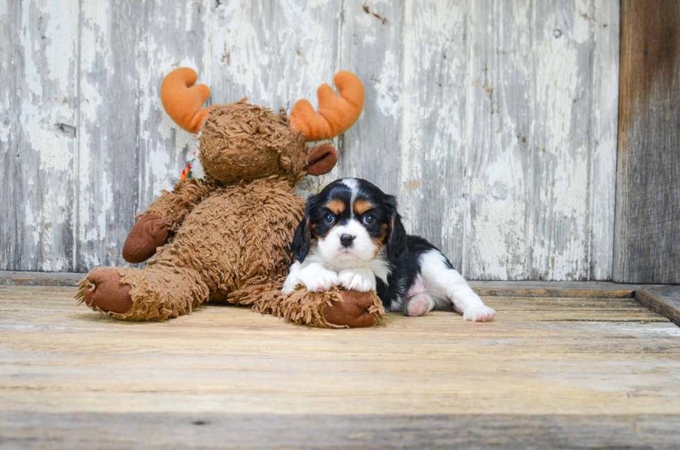 Cavalier King Charles Spaniel Puppy for Adoption