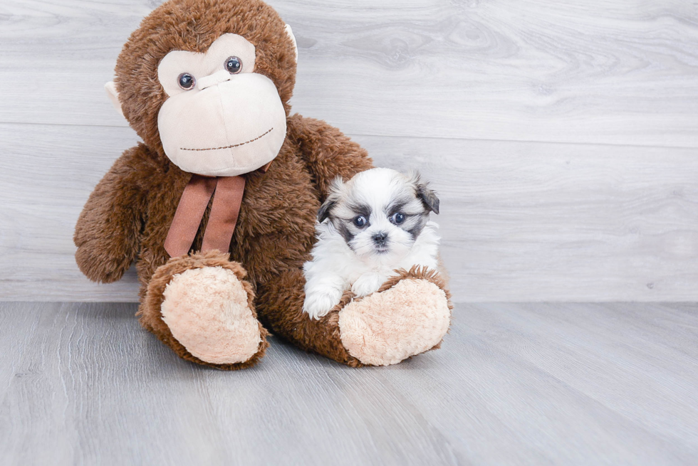 Teddy Bear Pup Being Cute