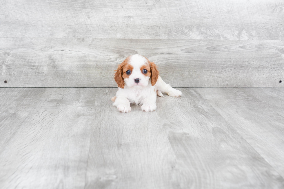 Cavalier King Charles Spaniel Puppy for Adoption