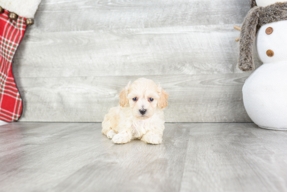 Fluffy Maltipoo Poodle Mix Pup