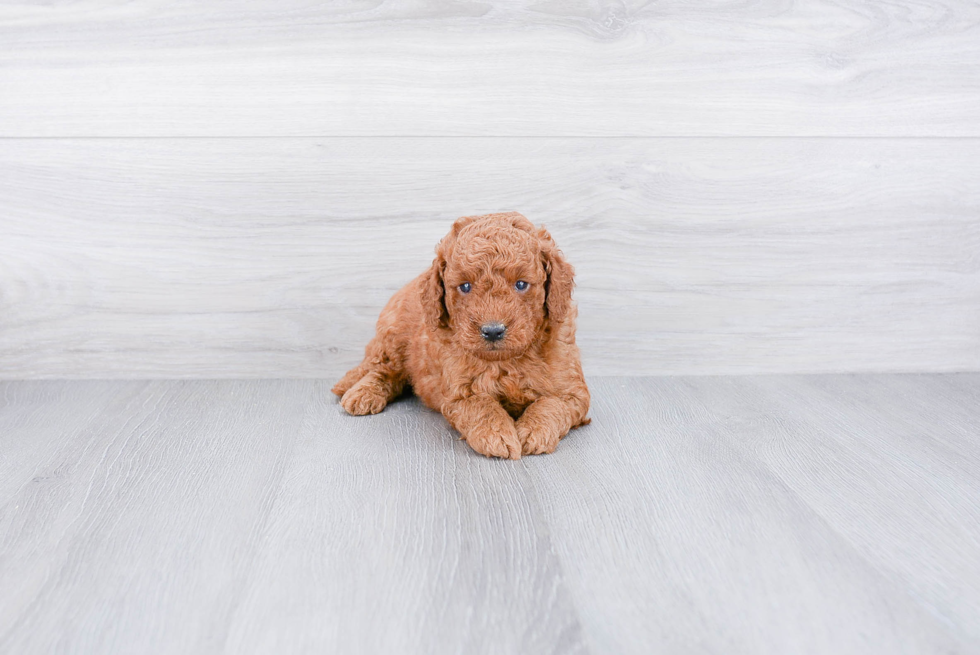 Mini Goldendoodle Pup Being Cute