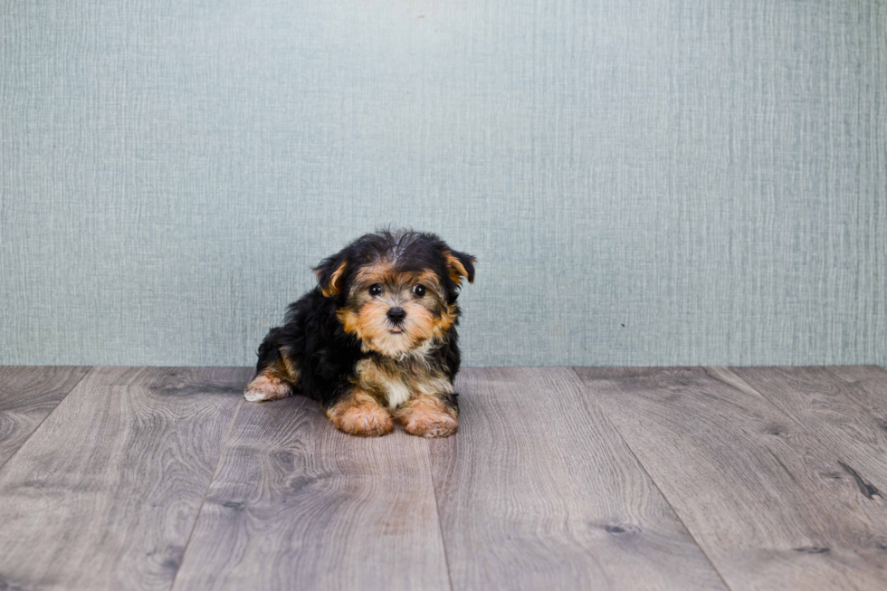 Morkie Puppy for Adoption