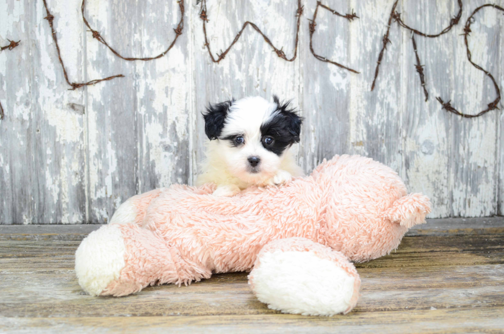 Teddy Bear Puppy for Adoption