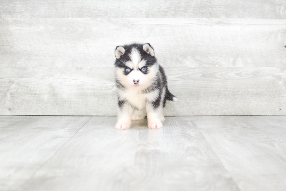 Pomsky Pup Being Cute