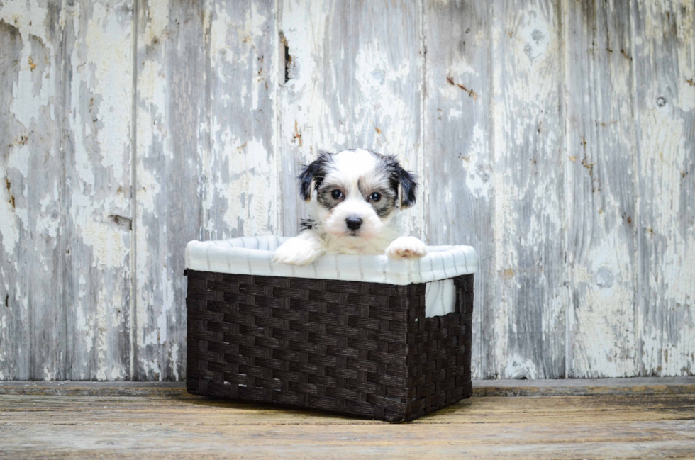 Morkie Pup Being Cute