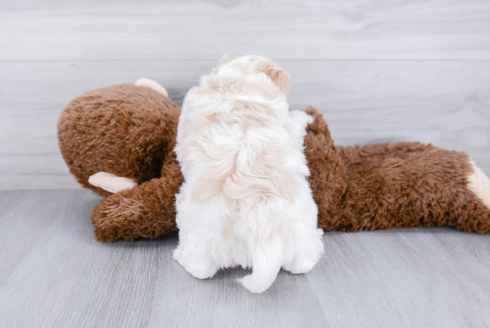 Petite Cavachon Designer Pup