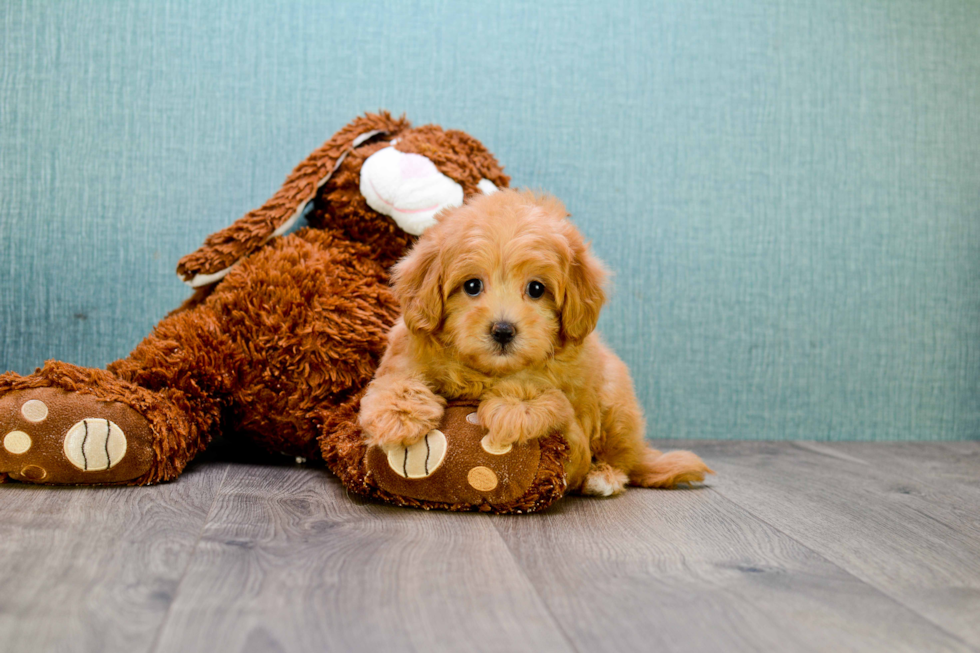 Adorable Cavoodle Poodle Mix Puppy