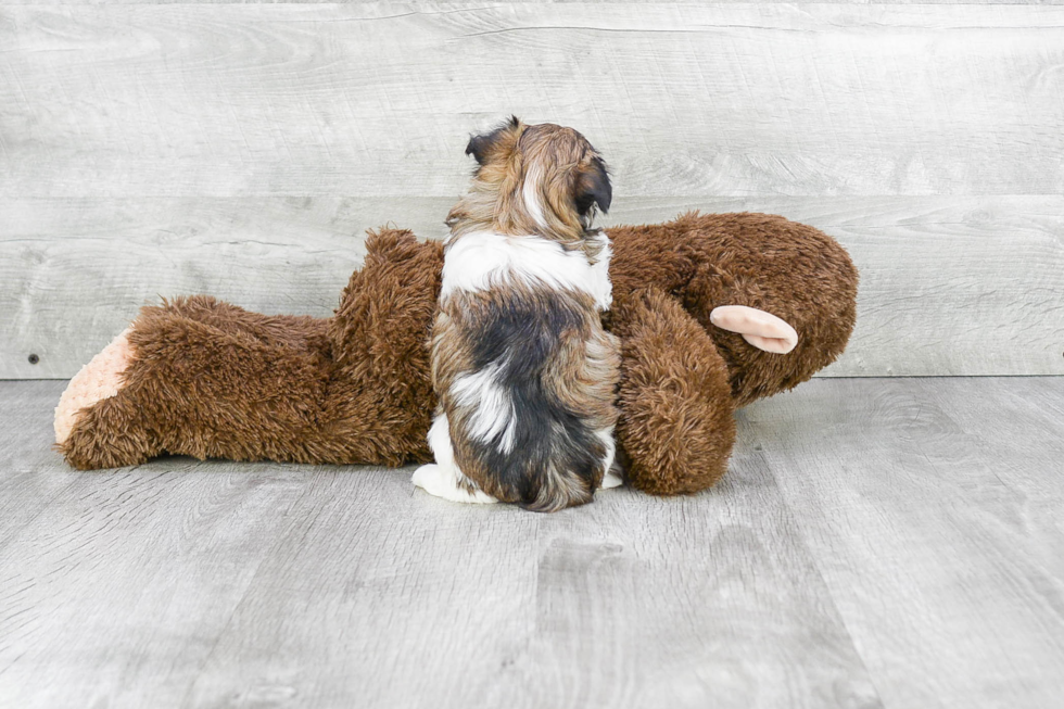 Havanese Pup Being Cute