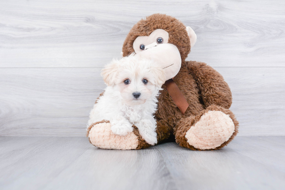 Maltipoo Pup Being Cute