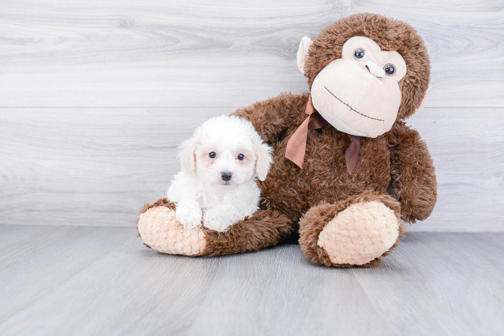 Maltipoo Pup Being Cute