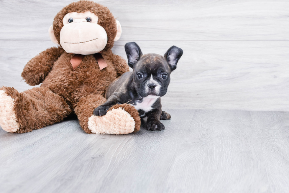 Best French Bulldog Baby