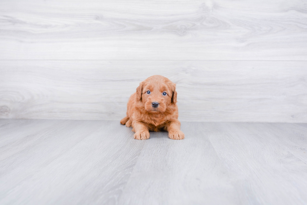 Mini Goldendoodle Puppy for Adoption