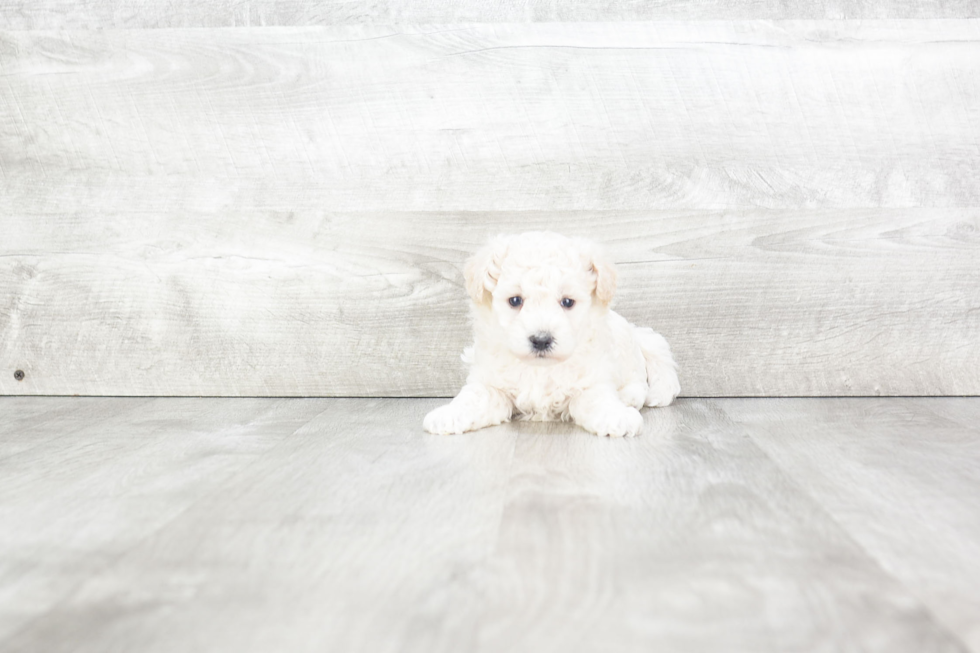 Adorable Maltese Poodle Poodle Mix Puppy