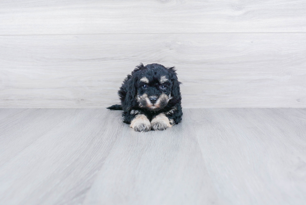 Fluffy Maltipoo Poodle Mix Pup