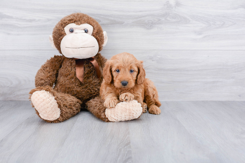 Funny Mini Goldendoodle Poodle Mix Pup