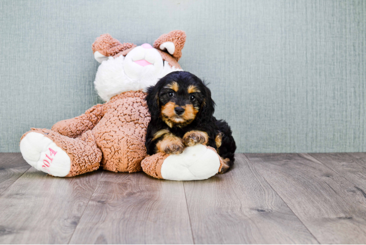 Petite Cavapoo Poodle Mix Pup