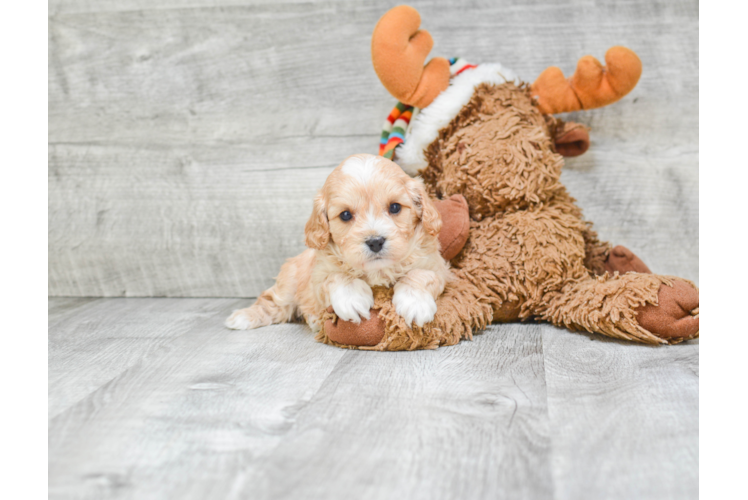 Best Cavapoo Baby