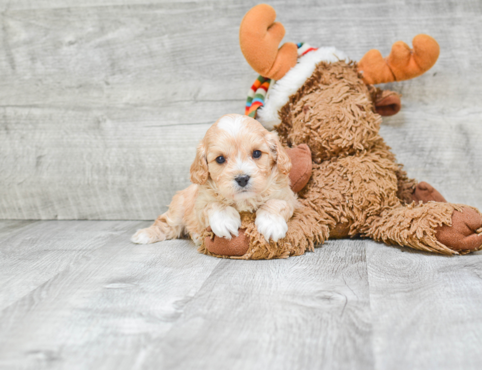 Best Cavapoo Baby