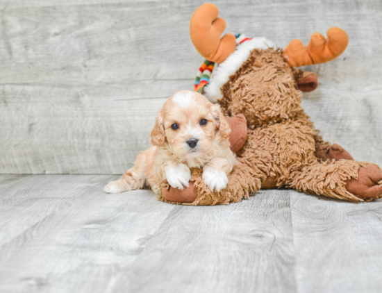 Best Cavapoo Baby