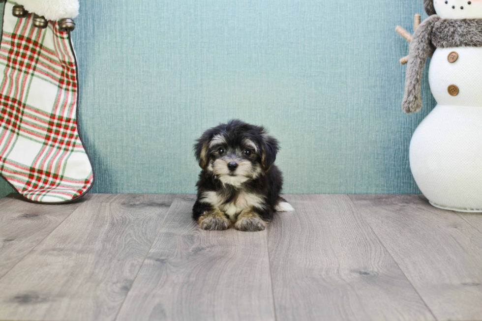 Morkie Puppy for Adoption