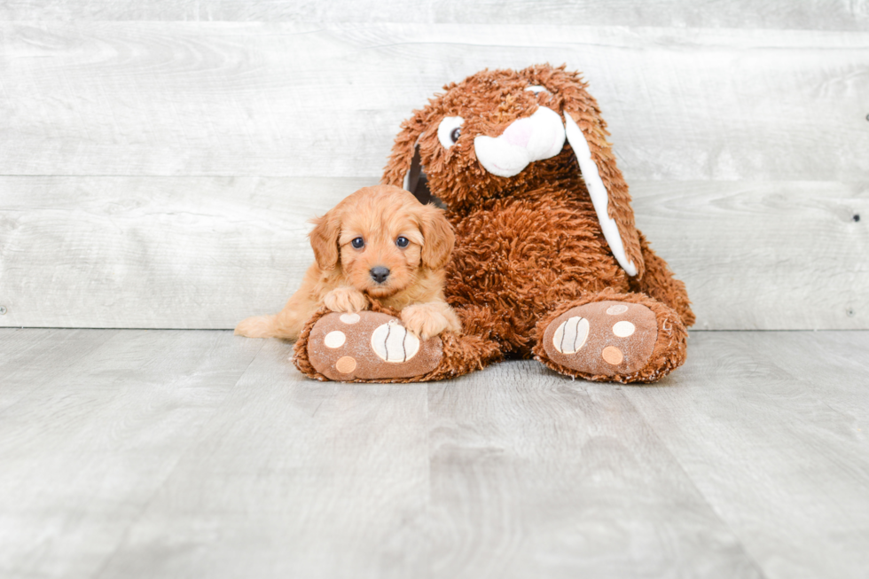 Friendly Cavapoo Baby