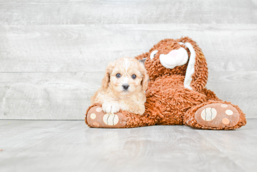 Cavachon Puppy for Adoption