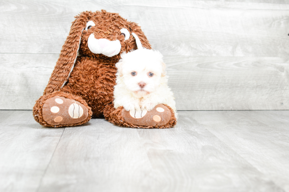 Small Havanese Purebred Pup