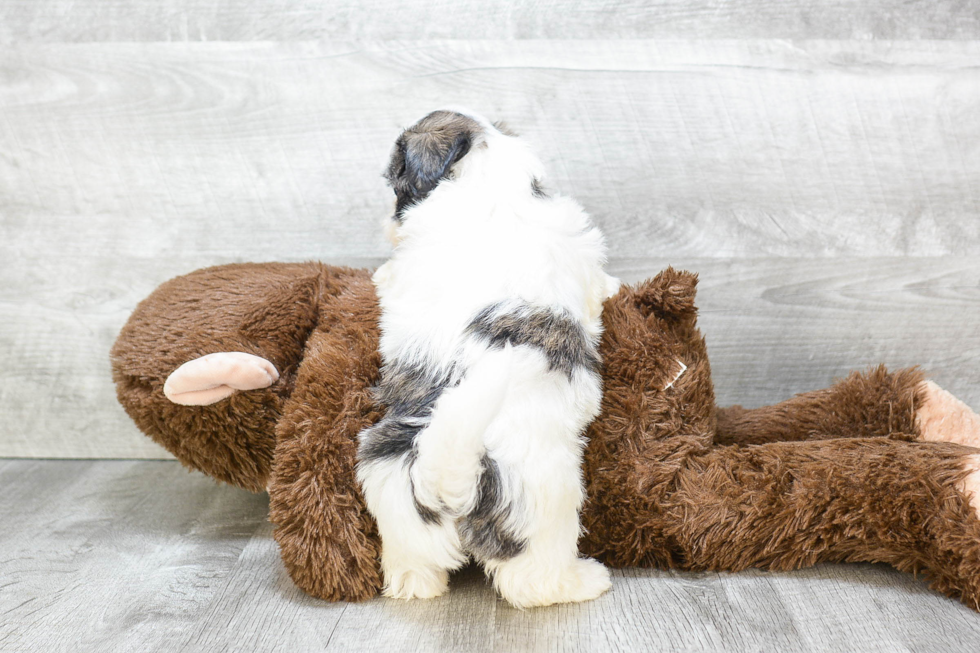 Friendly Teddy Bear Baby