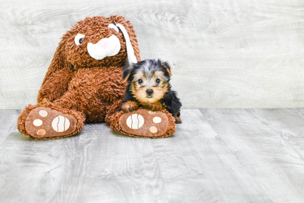 Meet Avery - our Yorkshire Terrier Puppy Photo 