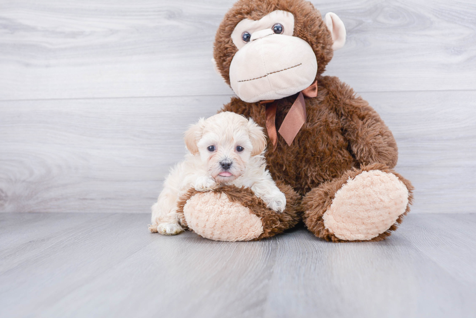 Maltipoo Pup Being Cute