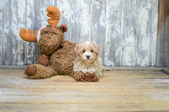 Little Maltese Poodle Poodle Mix Puppy