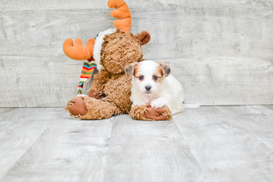 Best Morkie Baby