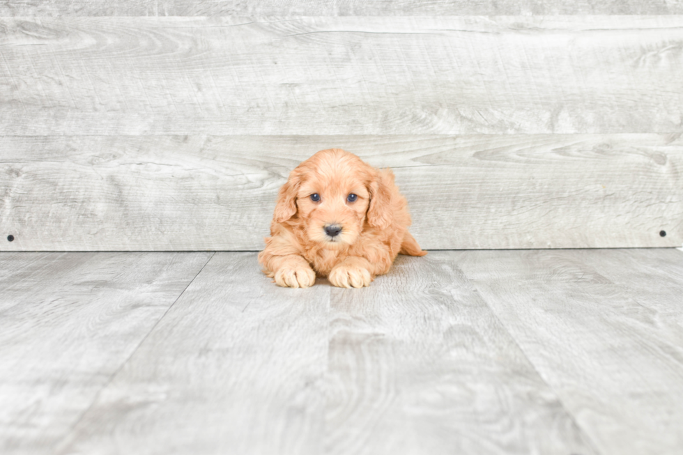 Happy Mini Goldendoodle Baby