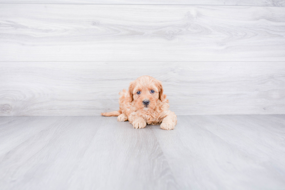 Adorable Golden Retriever Poodle Mix Puppy