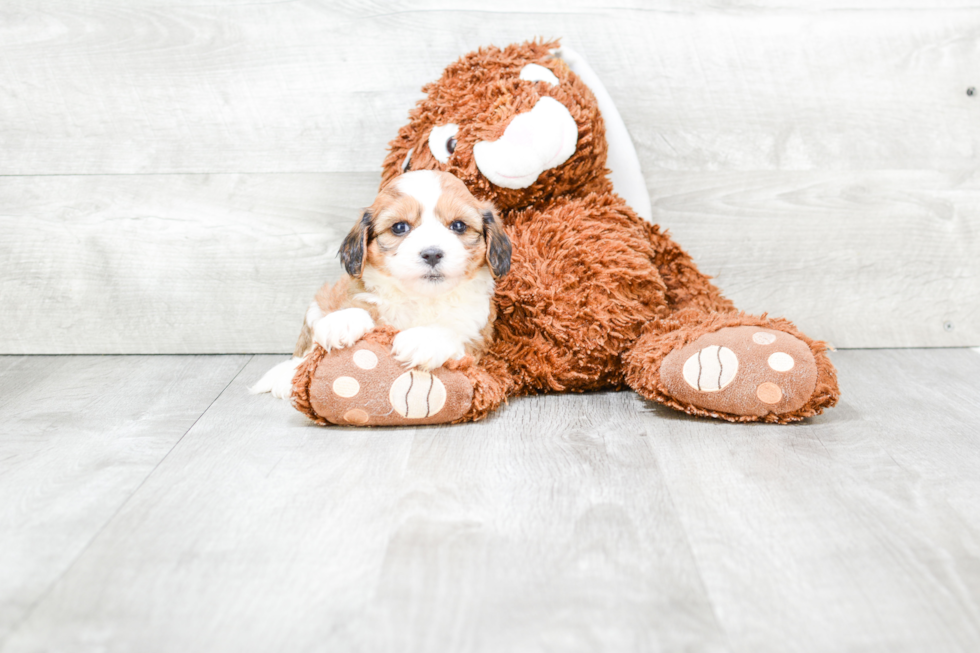 Best Cavachon Baby