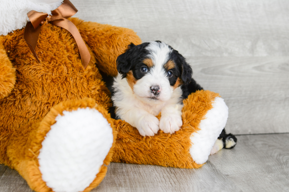 Little Mini Berniedoodle Poodle Mix Puppy