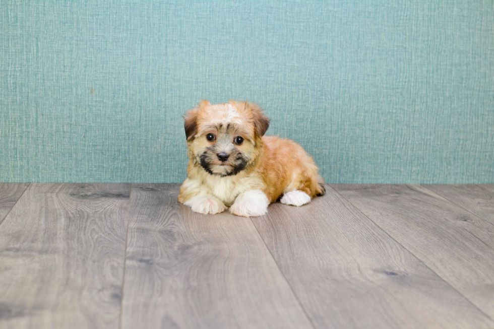 Hypoallergenic Yorkie Designer Puppy