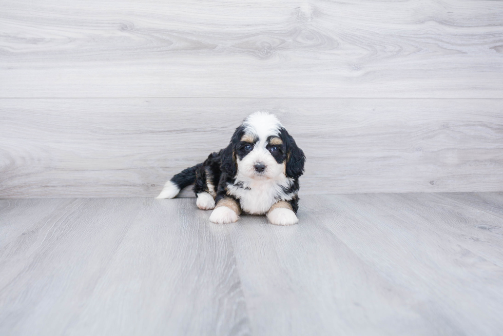 Smart Mini Bernedoodle Poodle Mix Pup