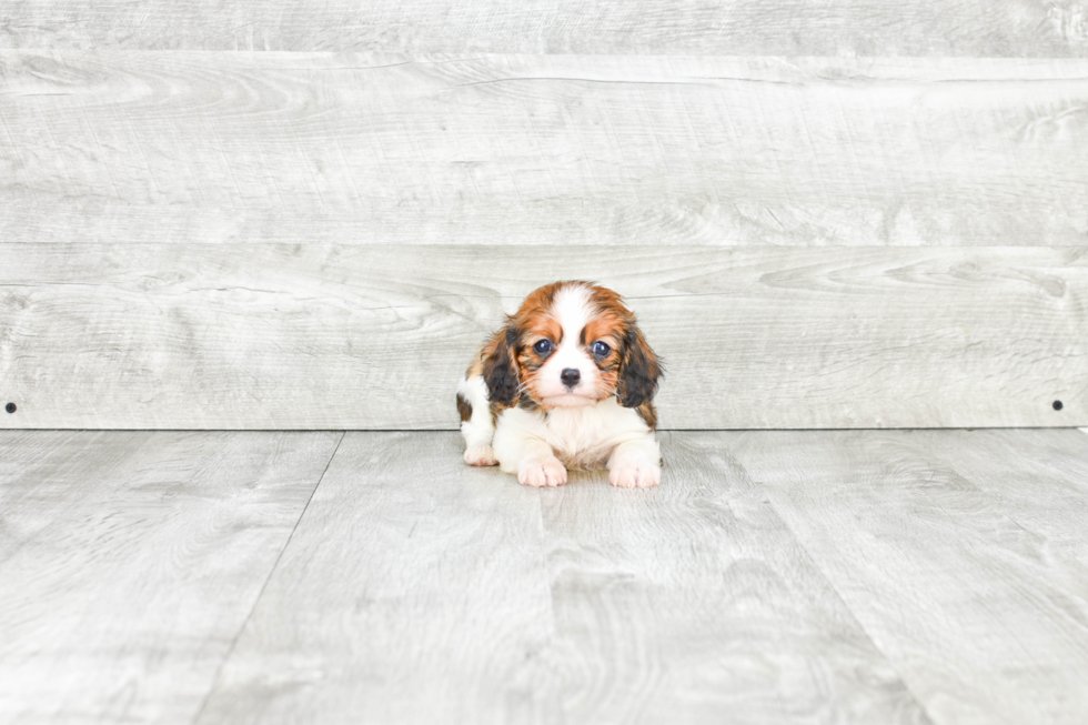 Cavachon Puppy for Adoption