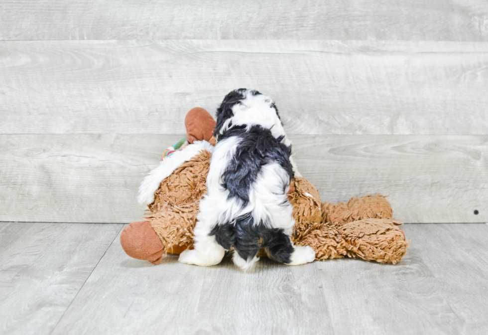 Happy Cavachon Baby