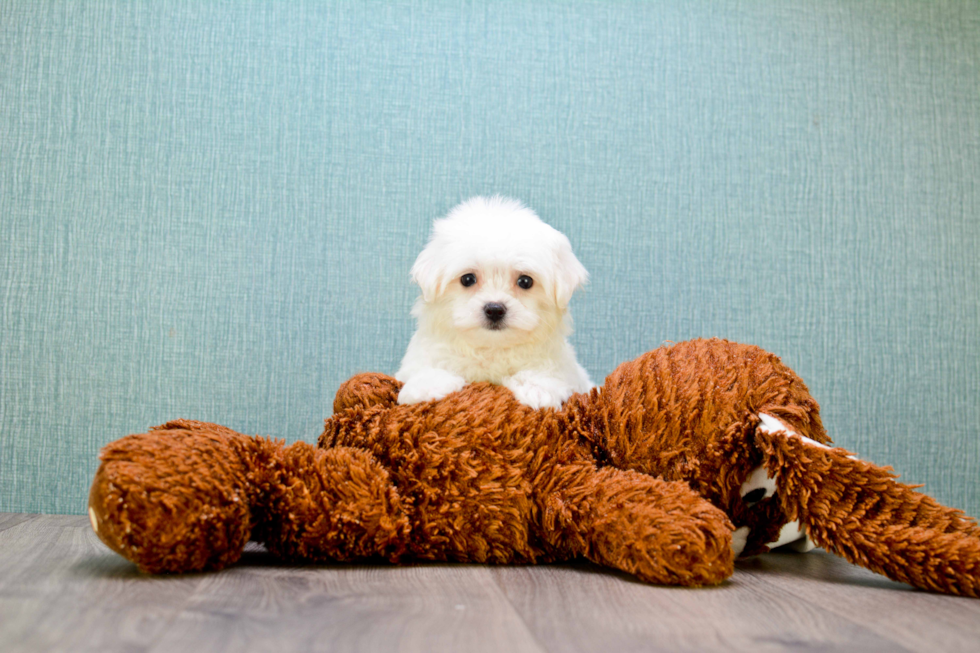 Funny Maltipoo Poodle Mix Pup