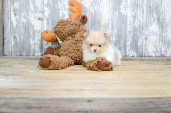 Pomeranian Pup Being Cute