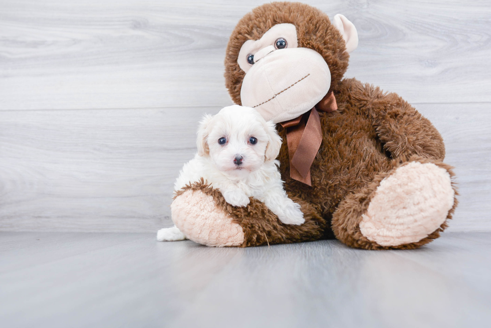 Maltipoo Pup Being Cute